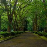 Furnas