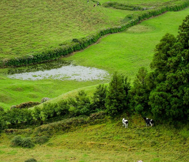 São Miguel é uma ilha de mil tons de verde