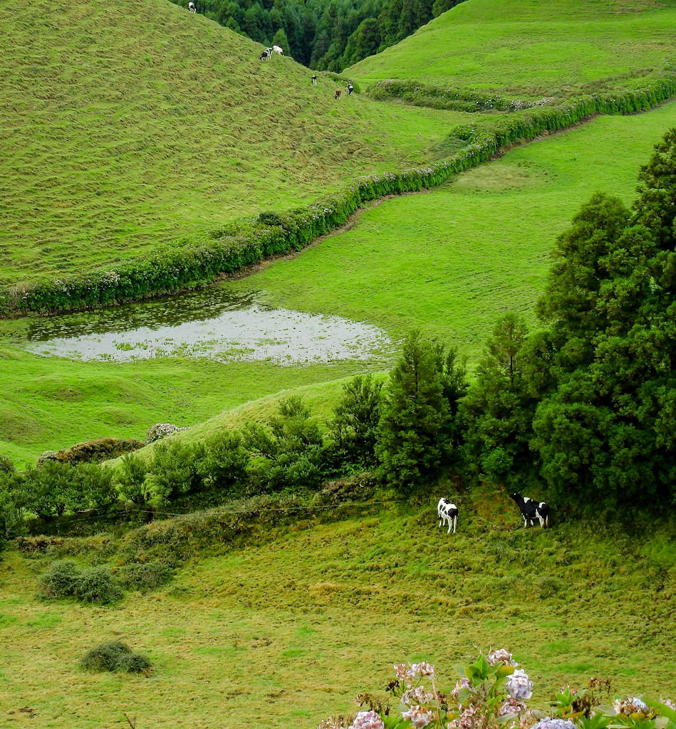 São Miguel é uma ilha de mil tons de verde